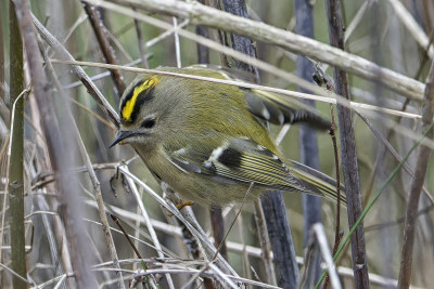 Goudhaan<br>Goldcrest