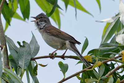 Grasmus<br>Whitethroat