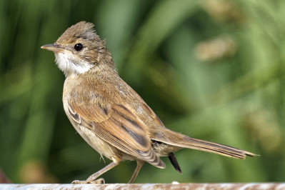 GrasmusCommon Whitethroat