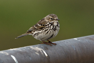 Graspieper<br>Meadow Pipit