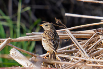 GraspieperMeadow Pipit