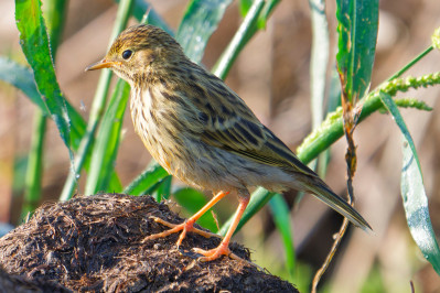 Graspieper /juvMeadow Pipit /juv