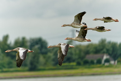 Grauwe Gans<br>Greylag Goose