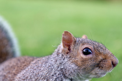 Grijze Eekhoorn<br>Eastern Gray Squirrel