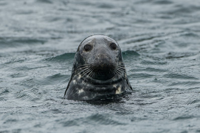 Grijze zeehondGrey Seal