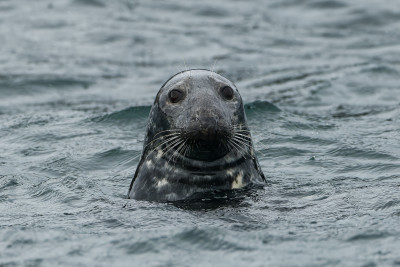 Grijze zeehond<br>Grey seal