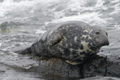 Grijze zeehond