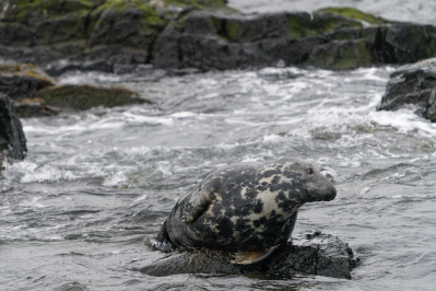 Grijze zeehond