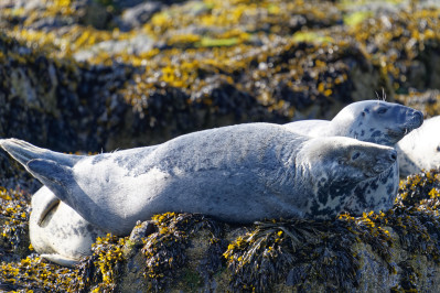 Grijze zeehond