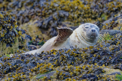 Grijze zeehond