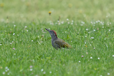 Groene Specht /juvEuropean Green Woodpecker /juv