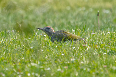 Groene Specht /juvEuropean Green Woodpecker /juv