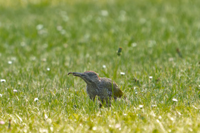 Groene Specht /juvEuropean Green Woodpecker /juv