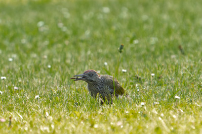 Groene Specht /juvEuropean Green Woodpecker /juv