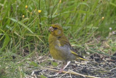 Groenling<br>Greenfinch 