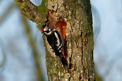 Grote Bonte Specht /m