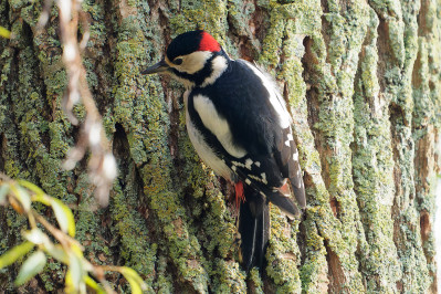 Grote Bonte Specht /m