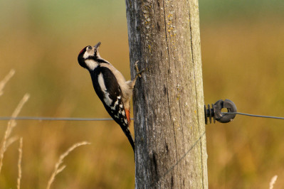 Grote Bonte Specht /m