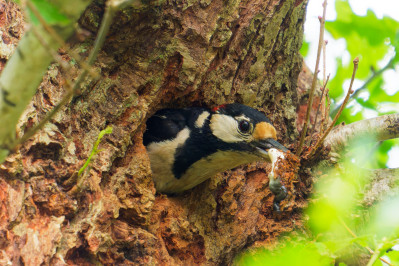 Grote Bonte Specht /m