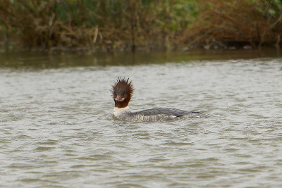 Grote Zaagbek<br>Goosander