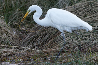 Grote Zilverreiger