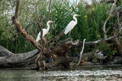 Grote Zilverreiger