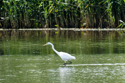 Grote Zilverreiger