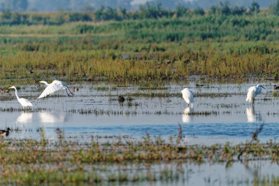 Grote Zilverreiger