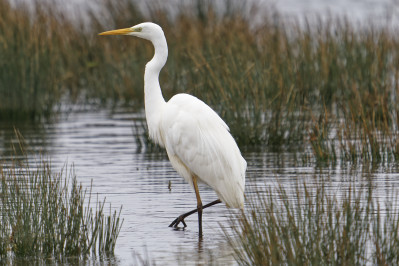 Grote Zilverreiger