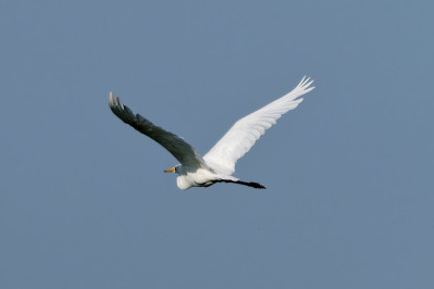 Grote ZilverreigerWestern Great Egret