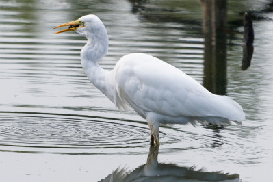 Grote ZilverreigerWestern Great Egret