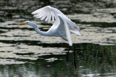 Grote ZilverreigerWestern Great Egret