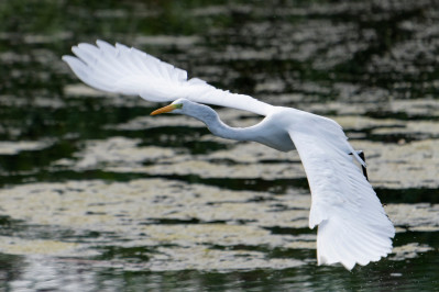 Grote ZilverreigerWestern Great Egret