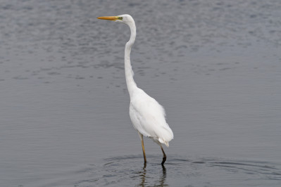 Grote ZilverreigerWestern Great Egret