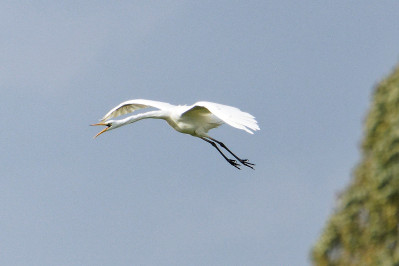 Grote Zilverreiger