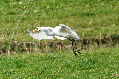 Grote Zilverreiger