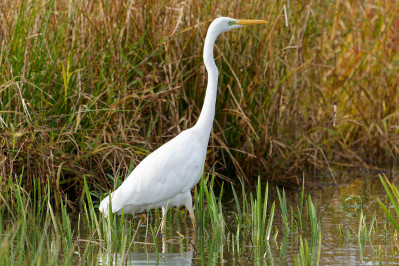 Grote Zilverreiger