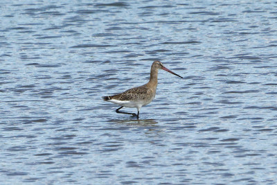 Grutto<br>Black-tailed Godwit