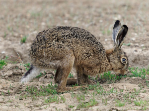 Haas<br>Hare
