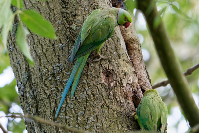 Halsbandparkiet<br>Rose-ringed Parkiet