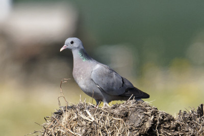 Holenduif<br>Stock Dove