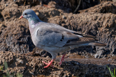 HolenduifStock Dove