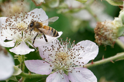 Honingbij<br>Western Honey Bee