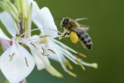 HoningbijWestern Honey Bee