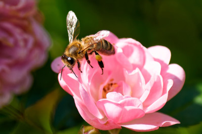 HoningbijWestern Honey Bee