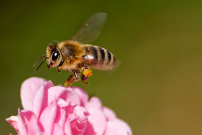 HoningbijWestern Honey Bee