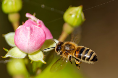 HoningbijWestern Honey Bee