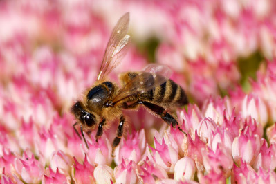 HoningbijWestern Honey Bee