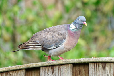 Houtduif<br>Common Wood Pigeon