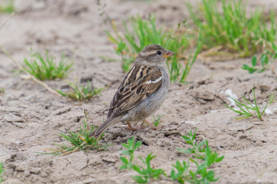 Huismus /vHouse Sparrow /f